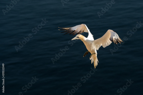 Northern gannet in the natural environment, wildlife, close up, Europe, Morus bassanus © JAKLZDENEK