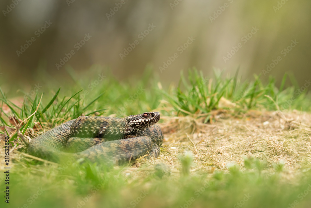Obraz premium Vipera berus, Common European adder in the natural environment, wildlife, close up, isolated, Czech Republic, Europe