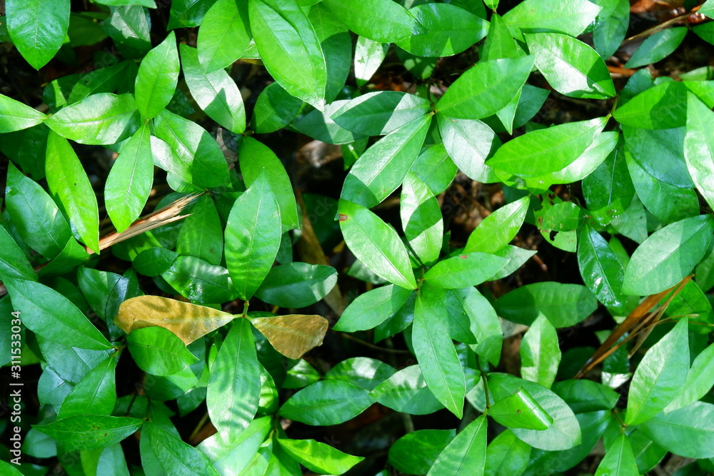 Fototapeta premium background of green leaves.