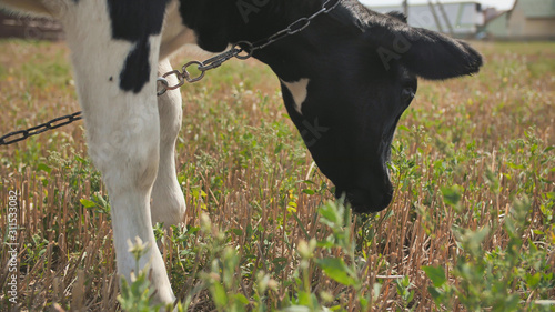 A young black and white cow is eating grass in the village.