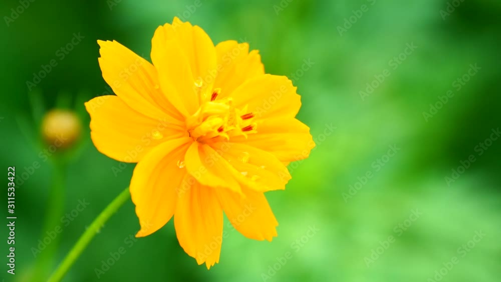 a beautiful cosmos in the morning a beautiful cosmos in the morning
