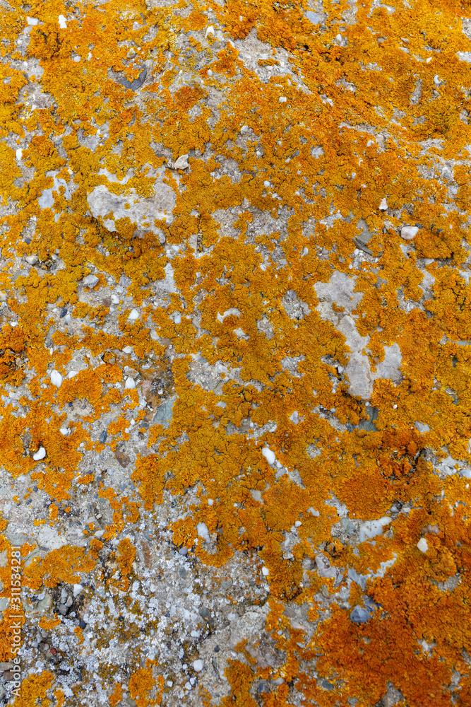 The texture of yellow and orange moss on the stone The texture of yellow and orange moss on the stone