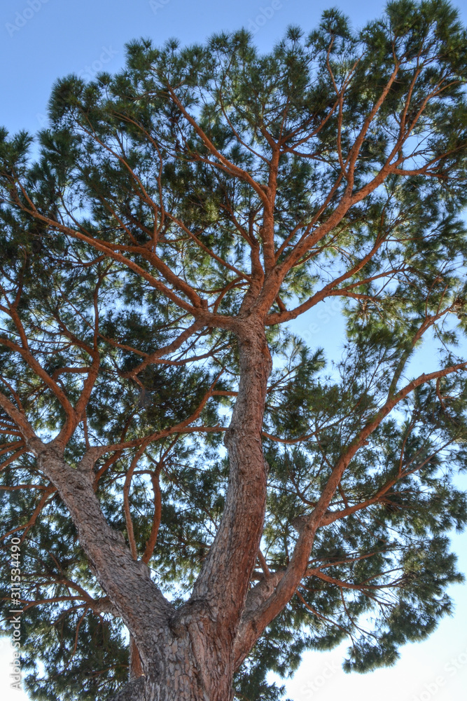 Fototapeta premium Mediterranean pine tree