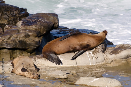 Relaxation time for a couple of sea lions at Point La Jolla