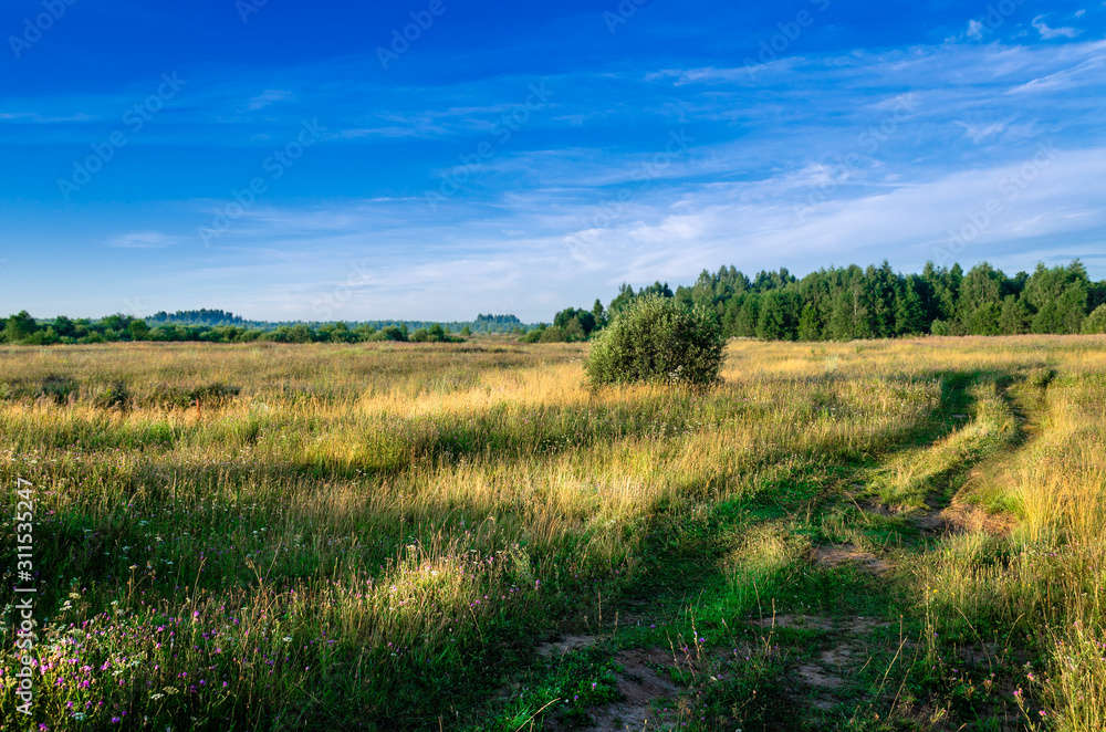 Fototapeta premium early morning in a meadow with a rural road