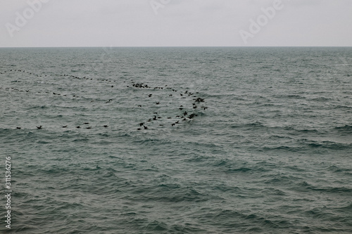 birds fly over the sea