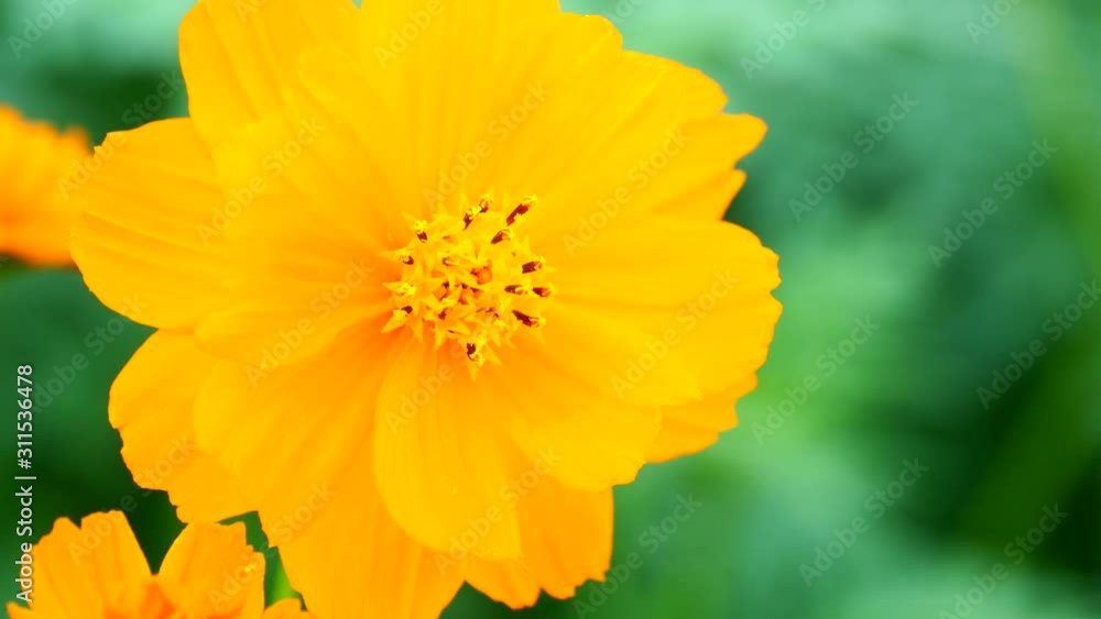 a beautiful cosmos in the morning a beautiful cosmos in the morning