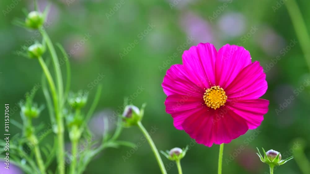 a beautiful flower in the morning