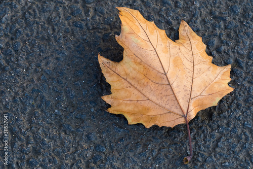 A Yellow Maple Leaf Fallen on the Sidewalk in Early Winter