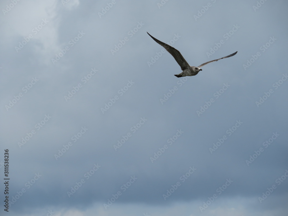 Beautiful gulls of great beauty and nice color mugging for the camera Beautiful gulls of great beauty and nice color mugging for the camera