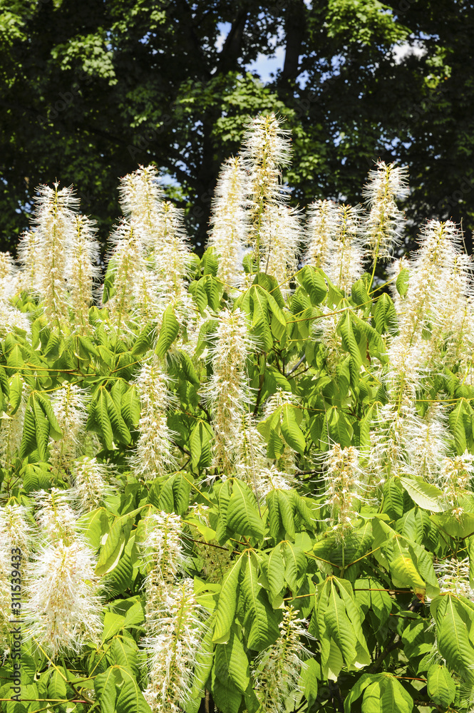 Strauchkastanie, Aesculus parviflora, Slowenien Strauchkastanie, Aesculus parviflora, Slowenien