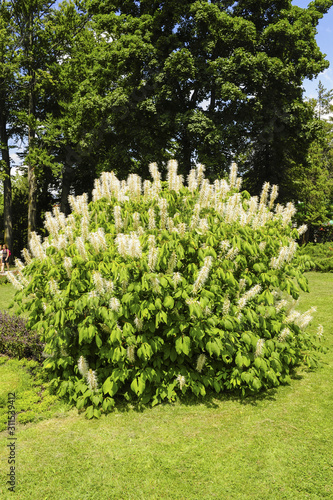 Bilde på lerret Strauchkastanie, Aesculus parviflora, Slowenien