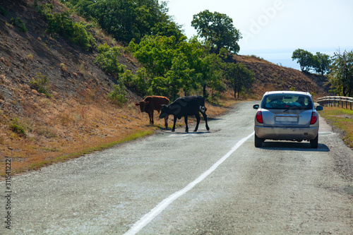 Fototapeta Naklejka Na Ścianę i Meble -  Two cows on the road
