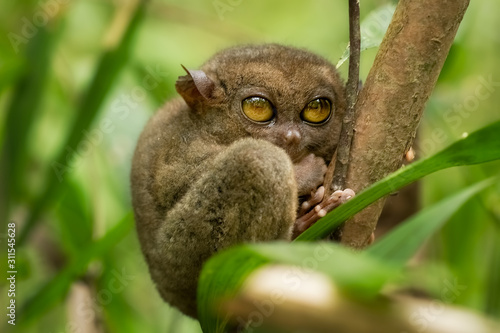 tarsius tarsier primate with big eyes in philippines photo