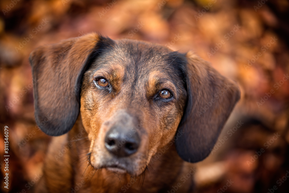 Dog portrait close up of a brown dog