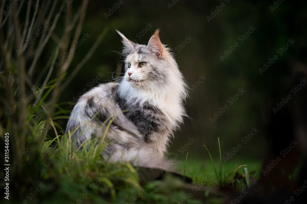 black torbie silver highwhite maine coon cat sitting outdoors in nature looking back over shoulder black torbie silver highwhite maine coon cat sitting outdoors in nature looking back over shoulder