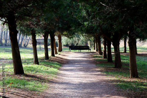 alley in the park