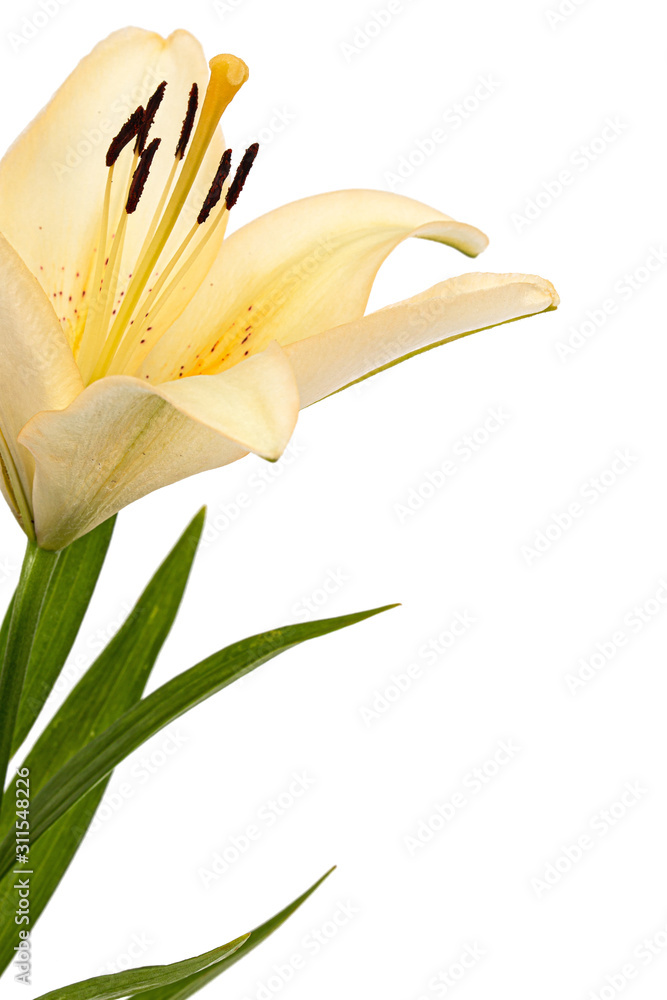 Obraz premium Flower of cream lily, isolated on white background
