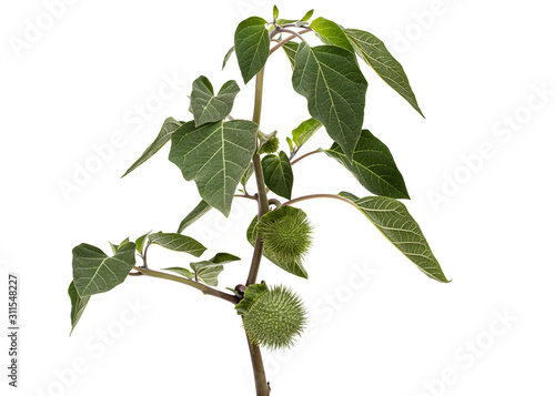 Branch with datura fruit, spiny capsule with seeds, jimsonweed, dope, stramonium, thorn-apple, devil's weed, hell's bells, isolated on white background