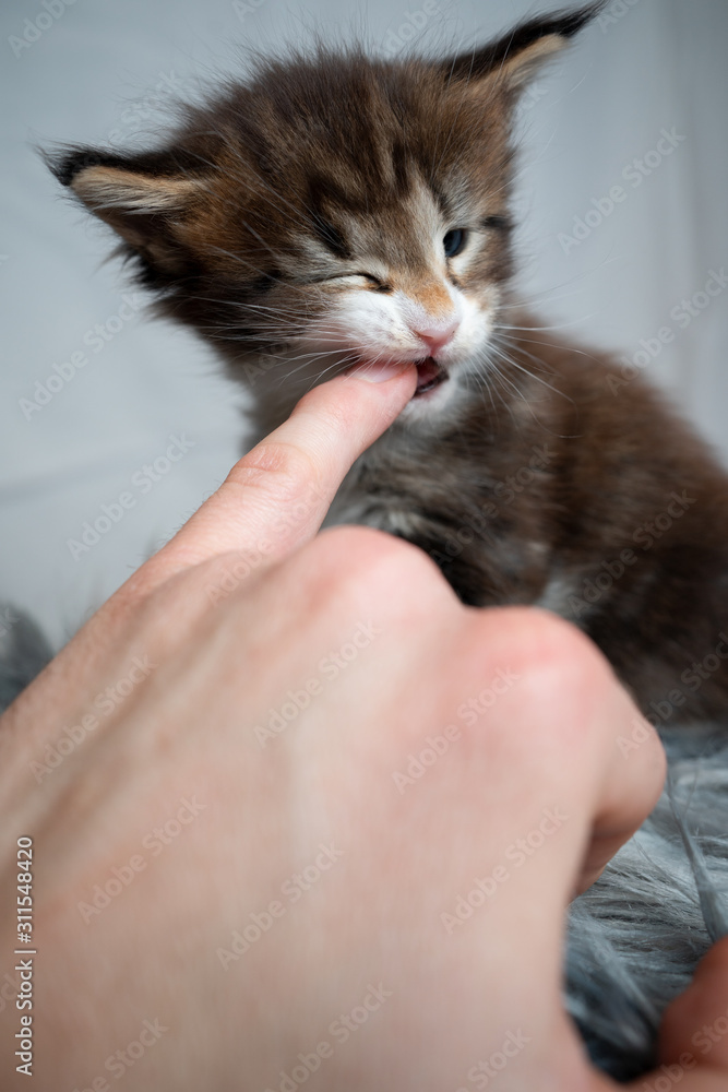 4 week old cute black torbie white maine coon kitten biting chewing on pinkie finger of a human hand