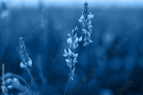 flowers on a blurred background . color of the year 2020. space for text .