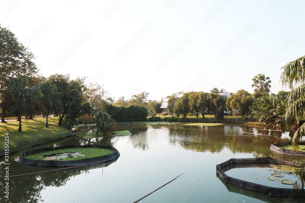 Obraz premium Pond with lotus and trees in the garden