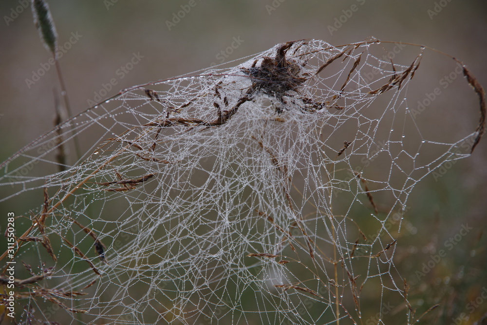  The web is stretched on the grass. Spider web close up. The dried flower is braided by a cobweb. Blurred background
