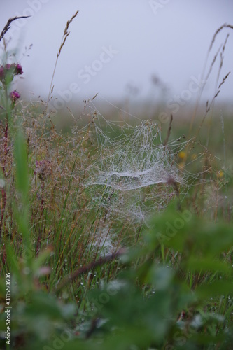 The web is stretched on the grass. Dewdrops on the web. Green wet grass. Cobweb close-up