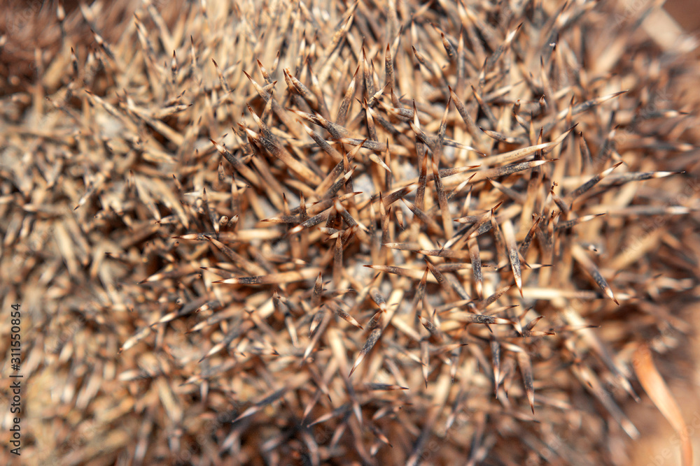 Hedgehog curled up in a ball of dry grass, a great young mammal. Hedgehog curled up in a ball of dry grass, a great young mammal.
