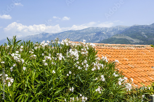 Weiss blühender Oleander, Serbien-Montenegro, Montenegro, Sveti photo