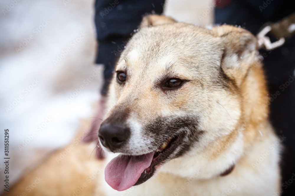 The face of the dog. Close-up portrait of a beautiful fair-haired dog with focus on the eyes.