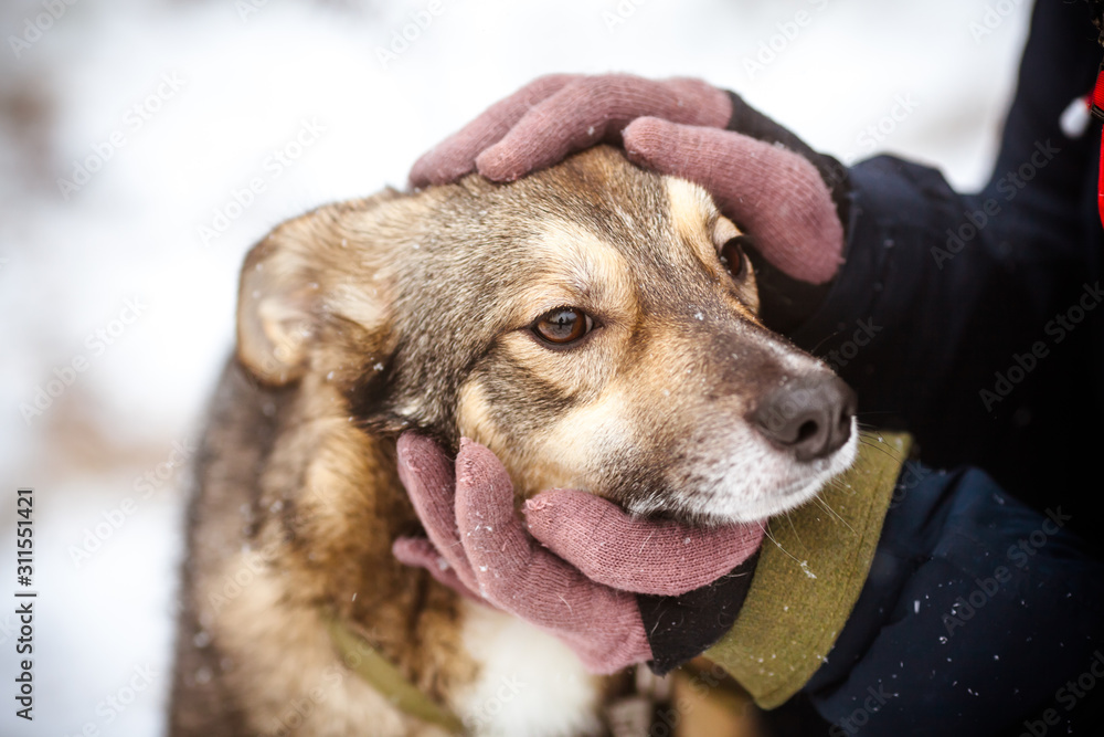 The owner is petting the dog. Dog face close up, focus on eyes. Concept on the theme of dog love The owner is petting the dog. Dog face close up, focus on eyes. Concept on the theme of dog love