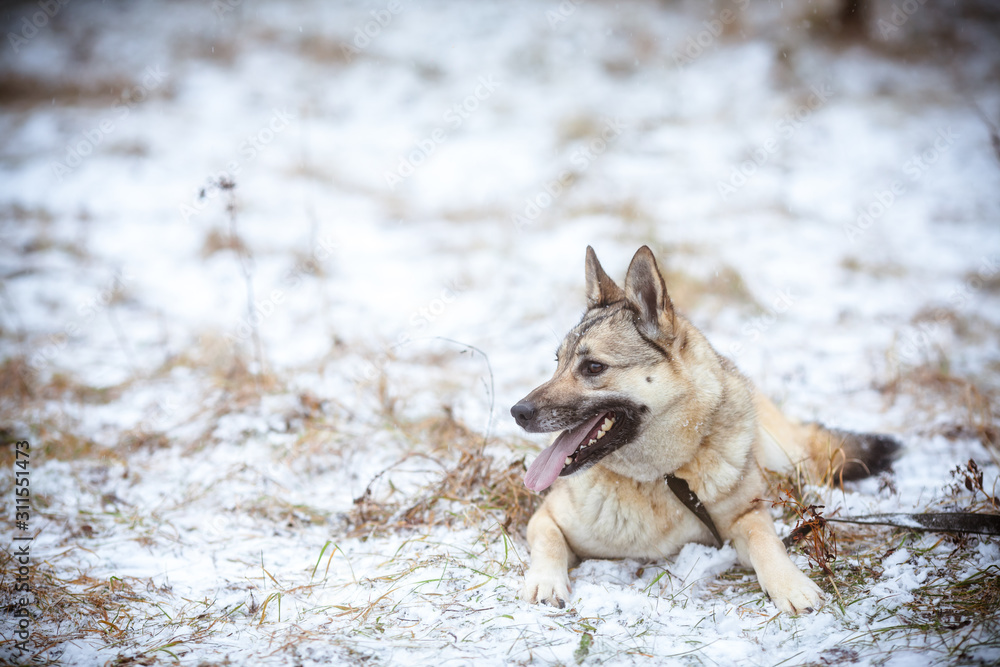 Beautiful gray dog in the snow. Dog walks in the forest close-up. Beautiful gray dog in the snow. Dog walks in the forest close-up.