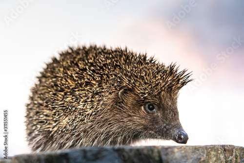 Hedgehog in the Carpathian region close up, sitting on a hemp.