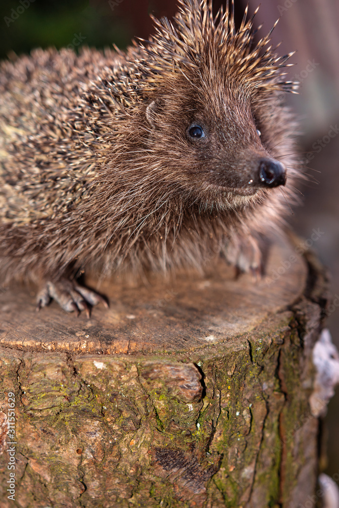 Obraz premium The hedgehog, a large and wild mammal went hunting.