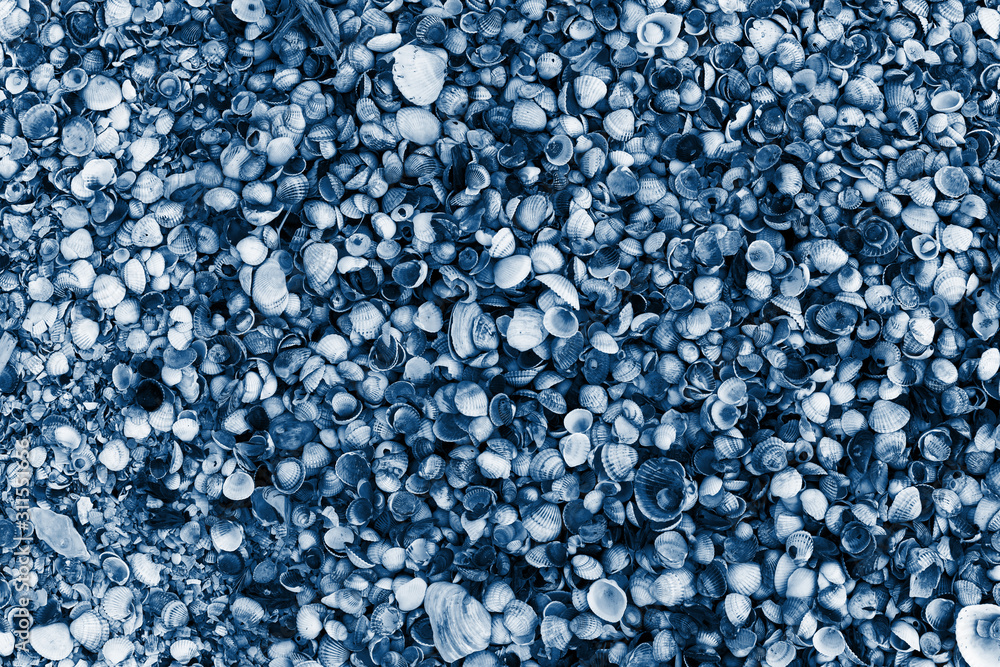 shells on the shore, close-up. Classic blue Pantone color the year 2020. shells on the shore, close-up. Classic blue Pantone color the year 2020.