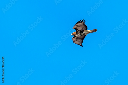 Hawk Overhead