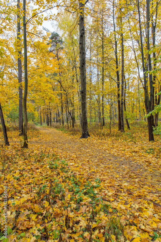Obraz premium gold trees in autumn park