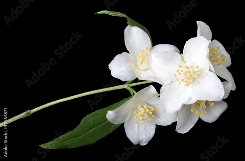 Canvas Print blossoming jasmine branch isolated on black