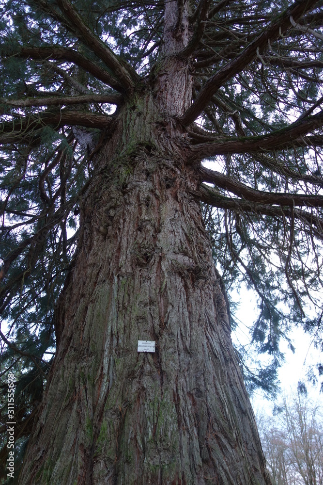 High giant sequoia tree