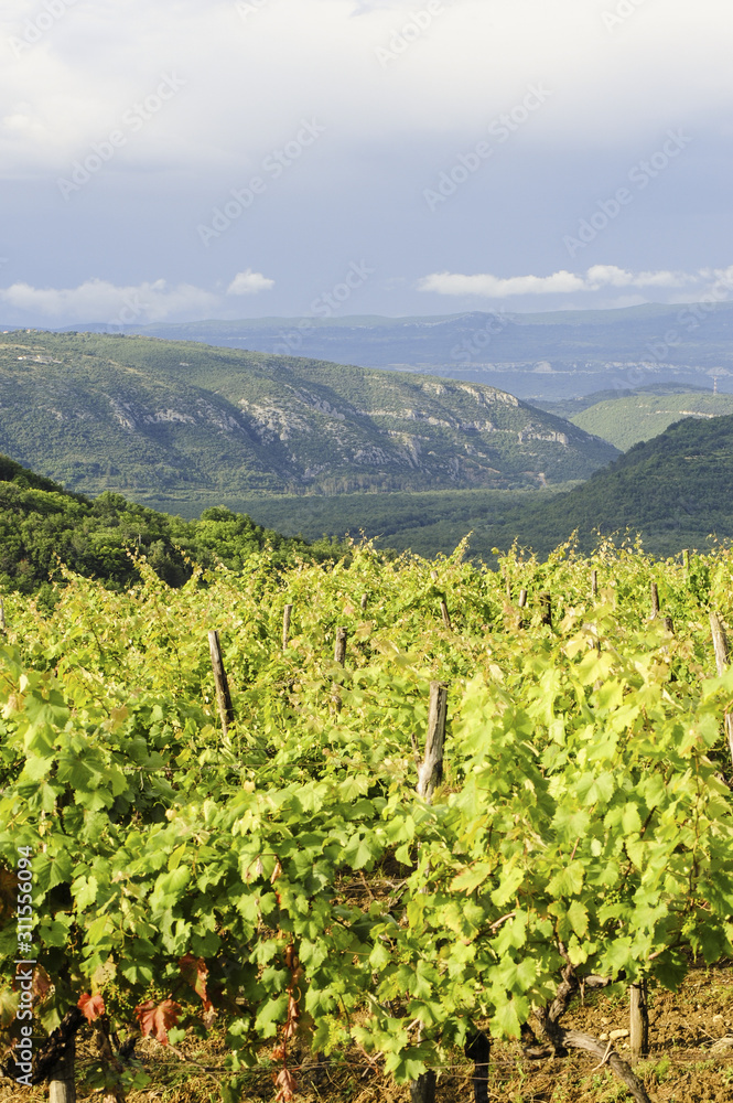 Istrien, Kroatien, Motovun