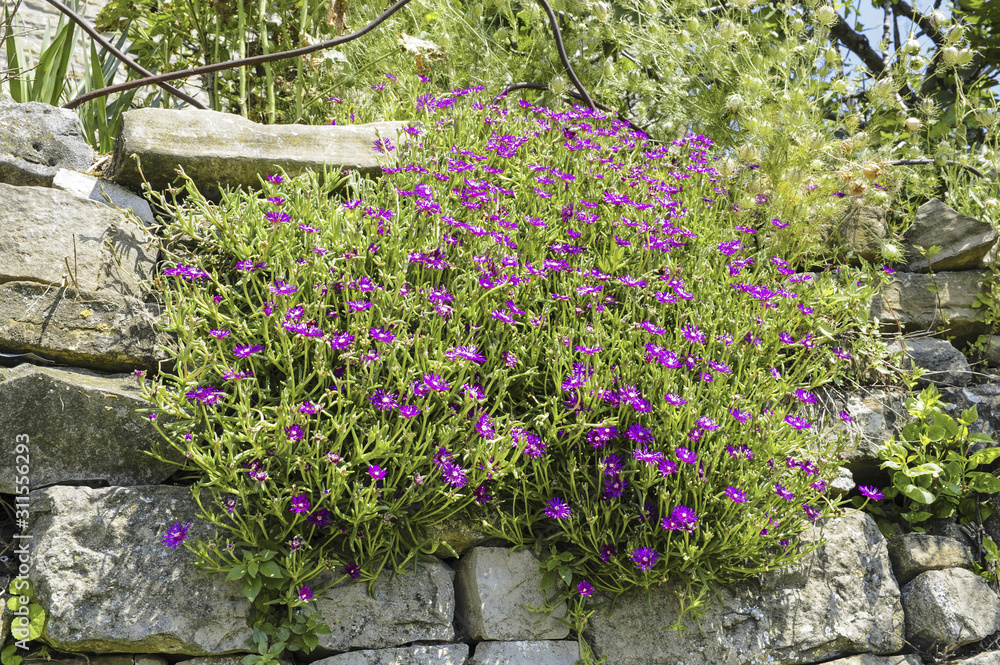 Fototapeta premium Istrien, Kroatien, Groznjan