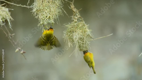 Montage of Lesser Masked Weavers (Ploceus intermedius) building nests, Amboseli National Park, Kenya