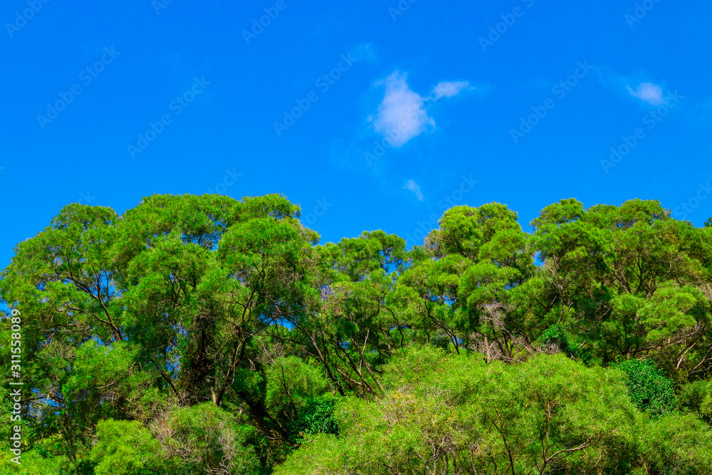 Blue sky and green trees.