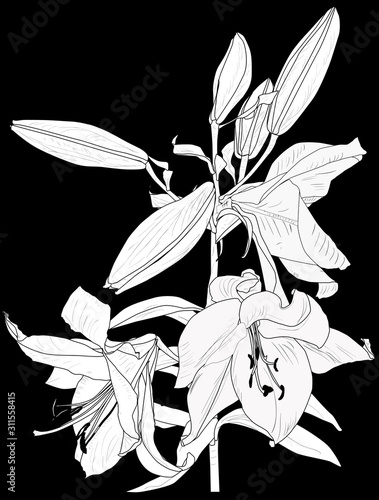 white lily with three blooms and buds sketch illustration