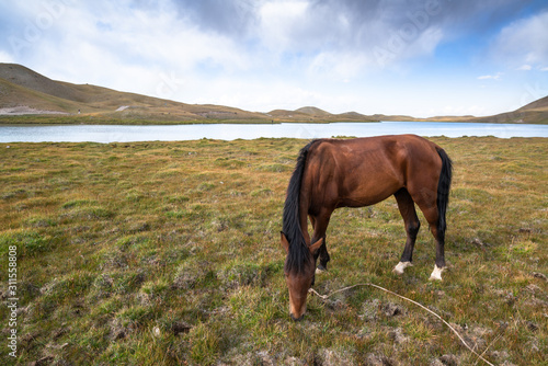 Fototapeta Naklejka Na Ścianę i Meble -  Horse grazing in Pamir, Kyrgyzstan