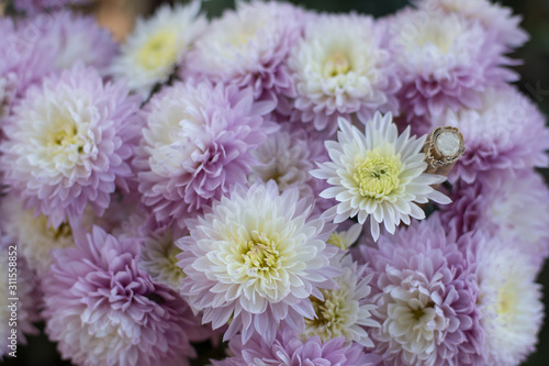 beautiful flowers