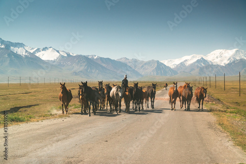 Horses on the road in the road trip from Osh Kyrgyzstan to Tajikistan through the Pamir highway