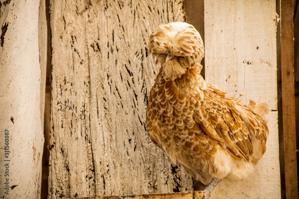 Obraz premium Chicken of the golden Polish breed displays a beautiful tuft.