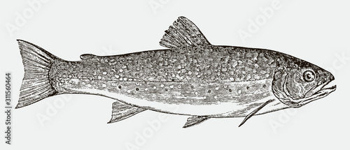 Brook trout salvelinus fontinalis in side view after antique engraving from 19th century